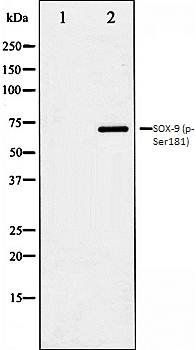 SOX-9 (phospho-Ser181) antibody