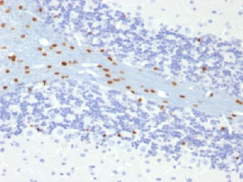 SOX10 Antibody