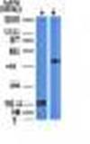 SOX10 Antibody