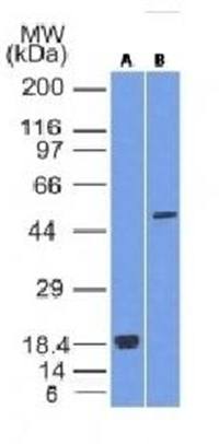 SOX10 Antibody