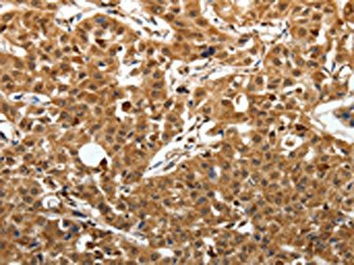 SOX13 Antibody