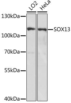SOX13 antibody