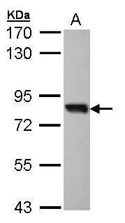 SOX13 Rabbit Polyclonal Antibody