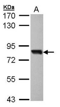 SOX13 antibody