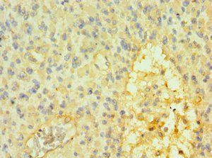 SOX14 Antibody