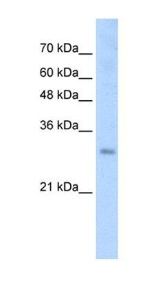 SOX15 antibody