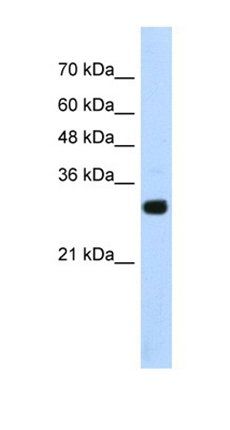 SOX15 antibody