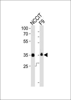 Sox2 antibody