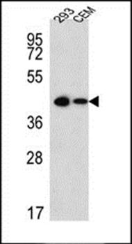Sox2-pS246-pS249-pS250--pS251 antibody