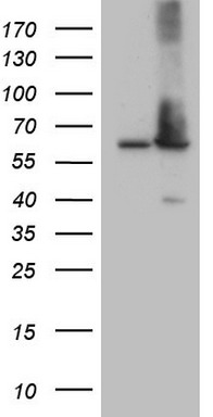 SOX21 antibody