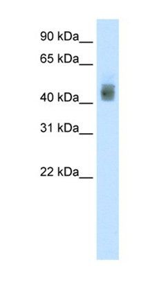 SOX3 antibody