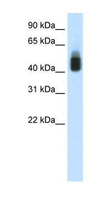 SOX3 antibody