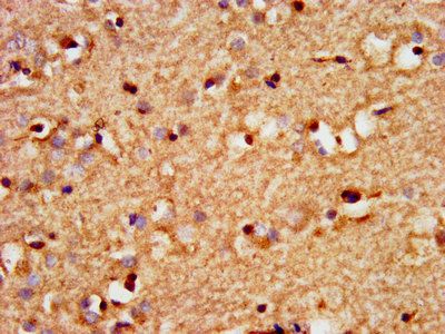 SOX3 Antibody