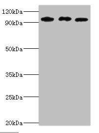 SOX6 Antibody