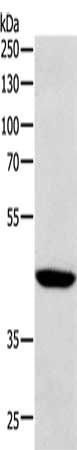 SOX7 antibody