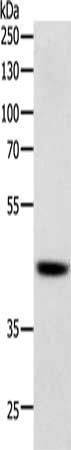 SOX7 antibody