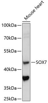 SOX7 antibody