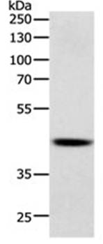 SOX7 Antibody