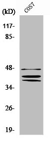 SOX8 antibody