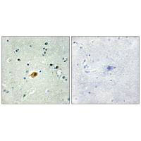 SOX8/SOX9/SOX17/SOX18 Antibody