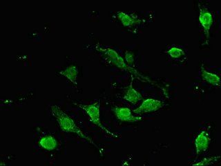 SOX9 antibody