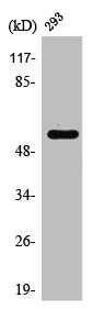 SOX9 Antibody