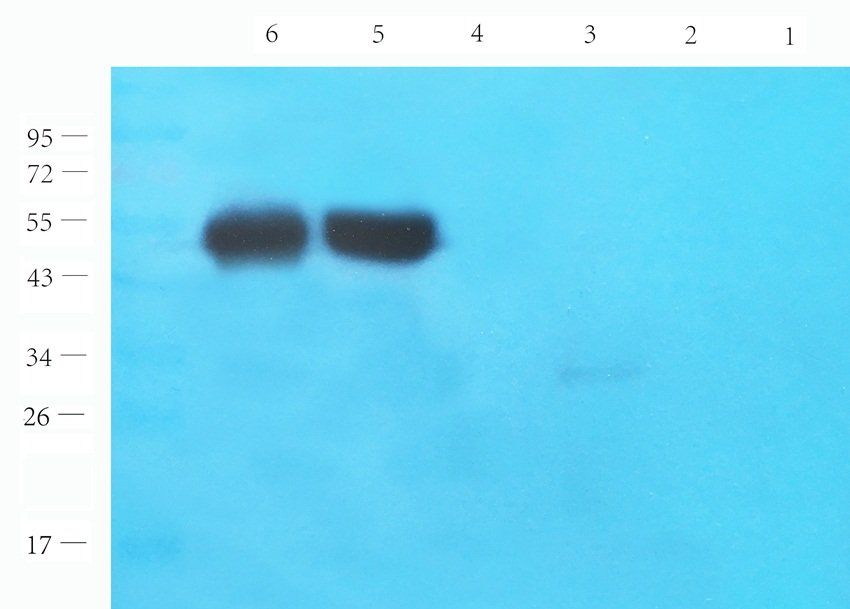 SOX9 antibody