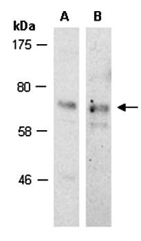 SOX9 antibody