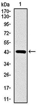 SOX9 Antibody