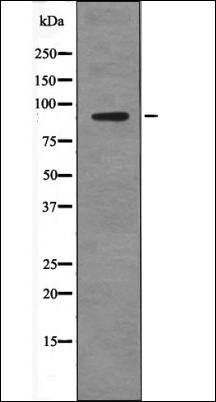 SP1 (Phospho-Thr278) antibody