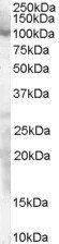 Goat anti-SP1 Antibody