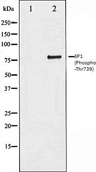 SP1 (Phospho-Thr739) antibody