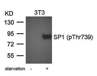 SP1 (Phospho-Thr739) Antibody