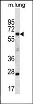 SP2 antibody