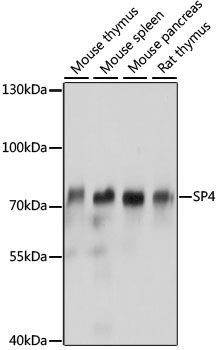 SP4 antibody