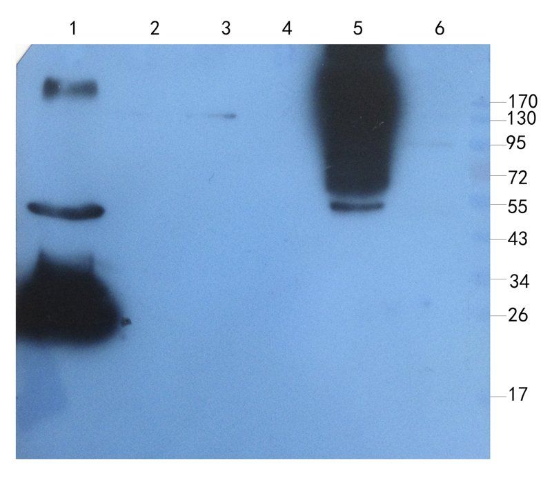 Sp7/Osterix antibody