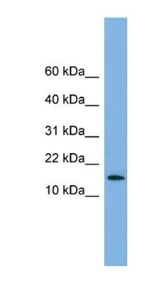 SPA17 antibody