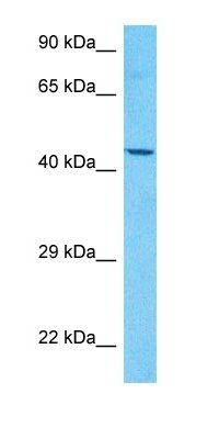 SPA2L antibody