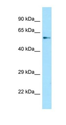 SPAG16 antibody