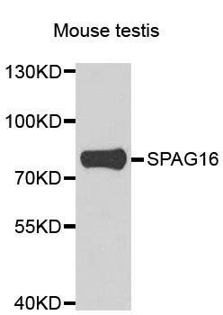 SPAG16 antibody