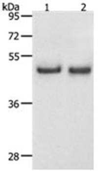 SPAG4 Antibody