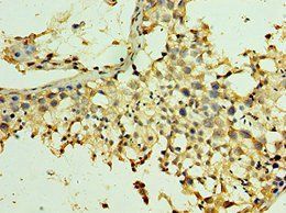 SPAG5 Antibody
