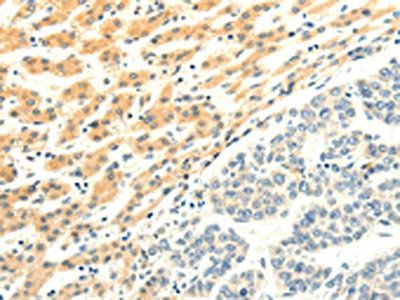 SPAG5 Antibody