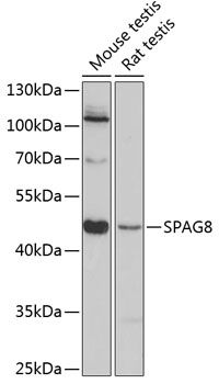 SPAG8 antibody