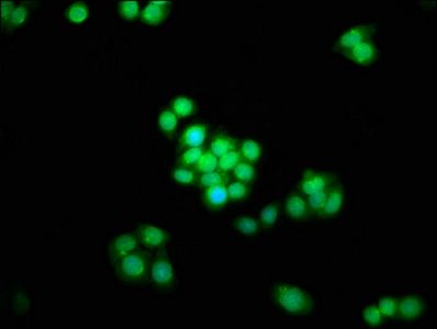 SPAG8 Antibody
