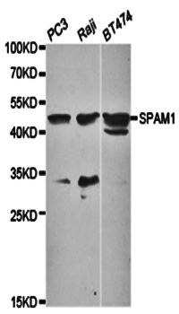 SPAM1 antibody