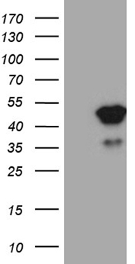 SPANXN3 antibody