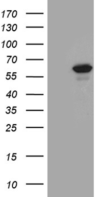 SPANXN3 antibody