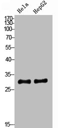 SPARC Antibody