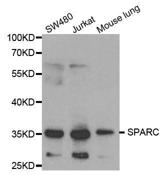 SPARC antibody